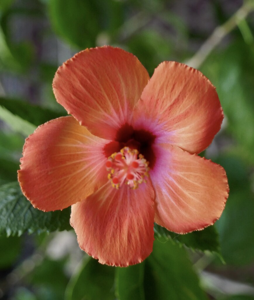 Hibiscus  by dolores