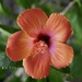 Hibiscus  by dolores