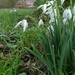 Snowdrops and Lodge  by jokristina