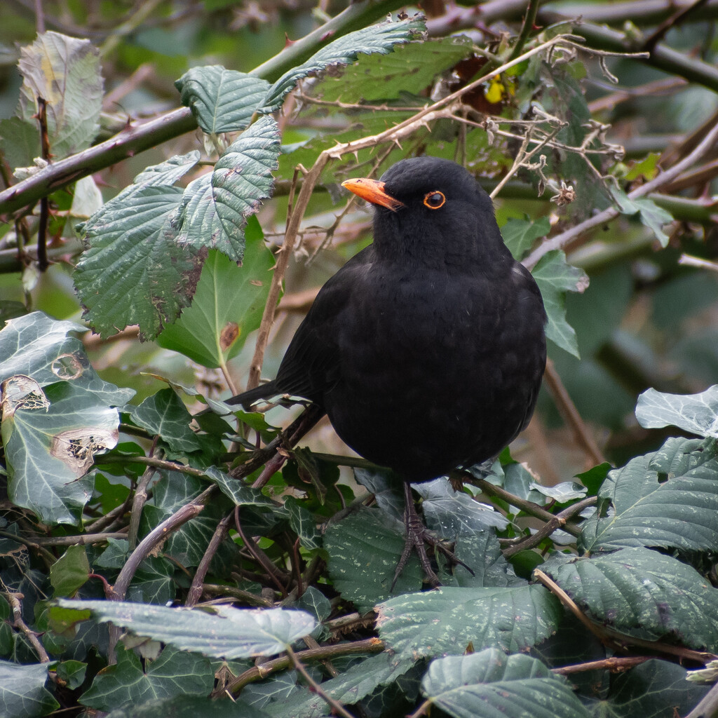 Mr Blackbird by anncooke76