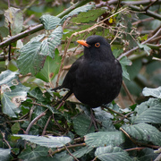 15th Feb 2024 - Mr Blackbird