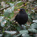 Mr Blackbird by anncooke76