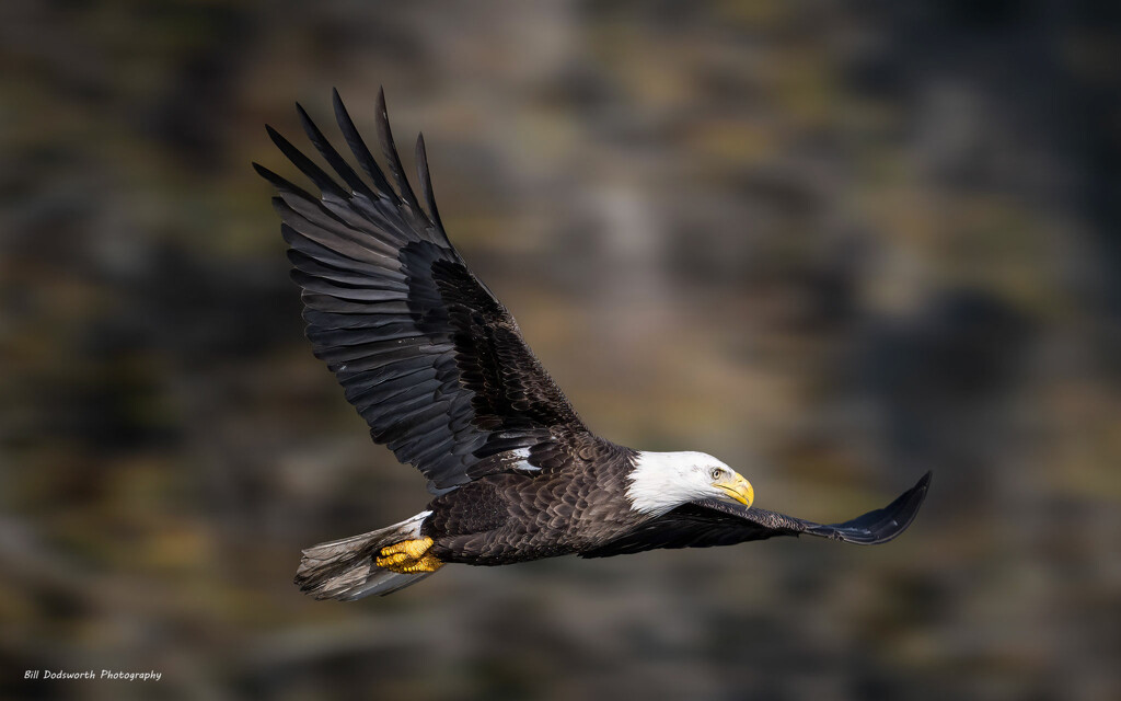Bald Eagle abound! by photographycrazy