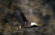 15th Feb 2024 - Bald Eagle abound!
