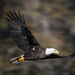 Bald Eagle abound! by photographycrazy