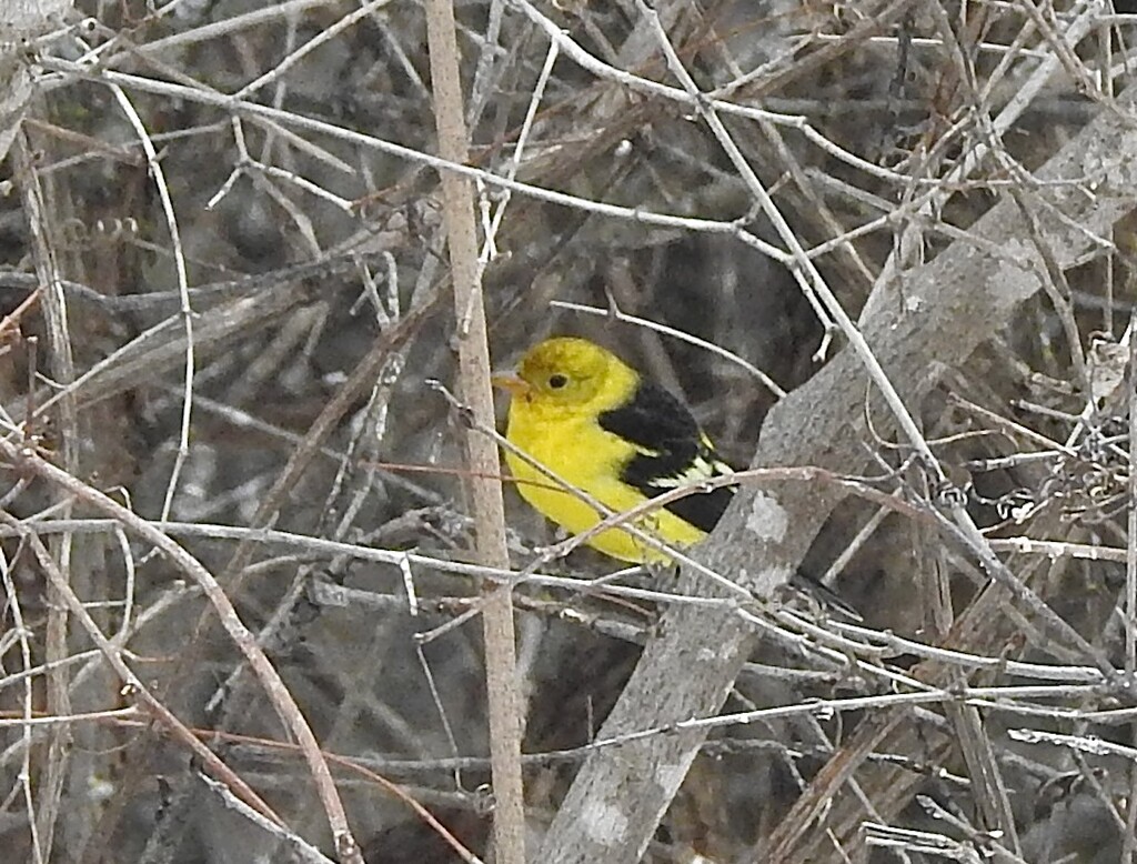 Western Tanager by sunnygreenwood