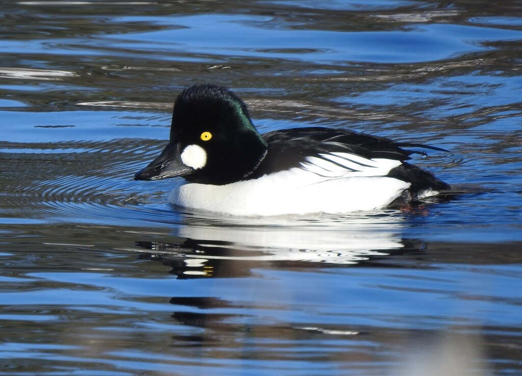 Common Goldeneye by sunnygreenwood