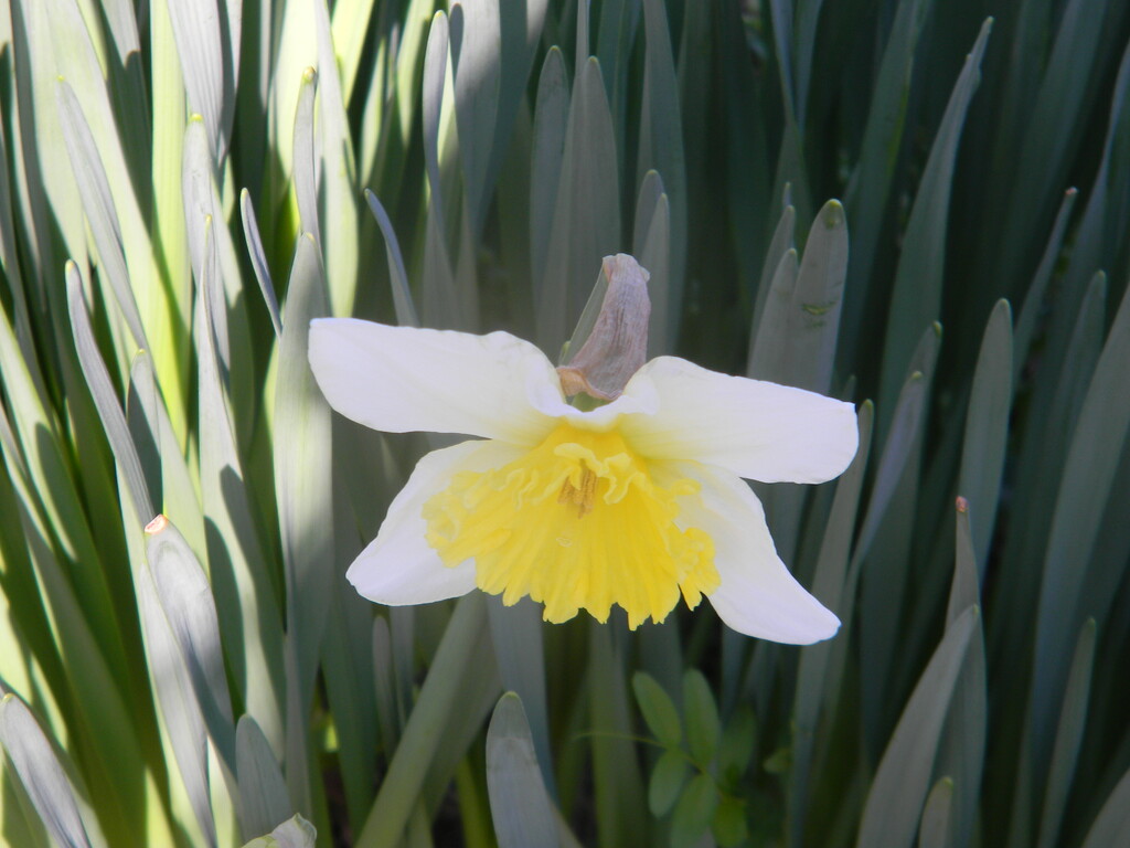 Blooming Daffodil  by sfeldphotos