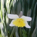 Blooming Daffodil 
