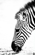 16th Feb 2024 - Zebra