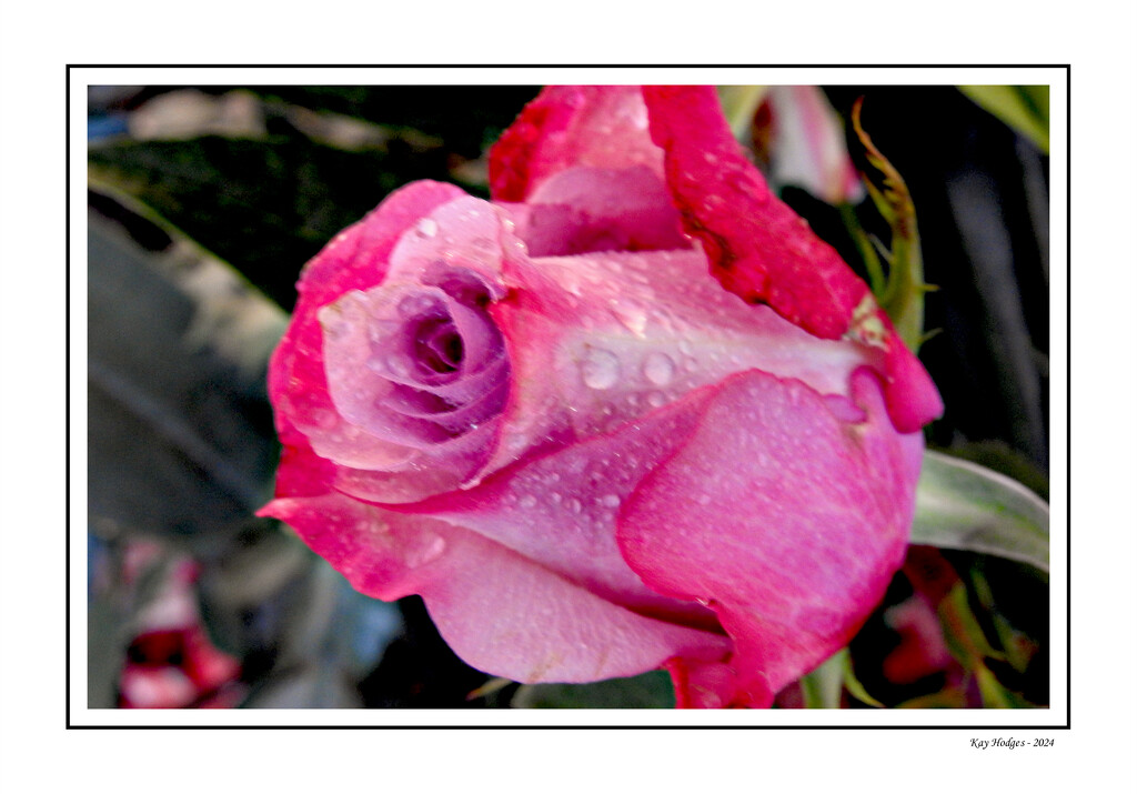 Pink Rose by kbird61