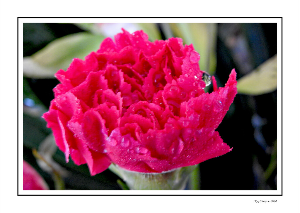 Pink Carnation by kbird61