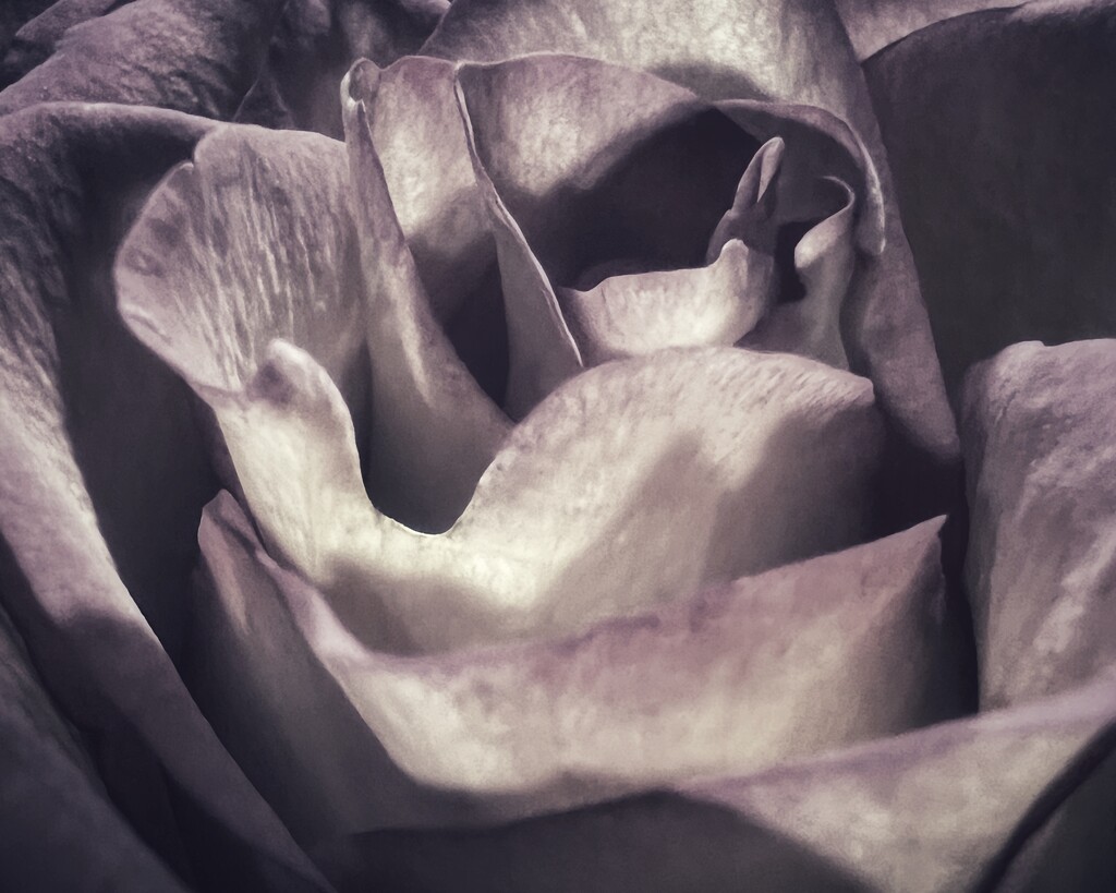 A Rose by njmom3