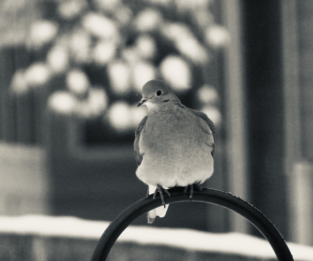 mourning dove in b&w by amyk