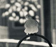 15th Feb 2024 - mourning dove in b&w