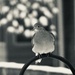 mourning dove in b&w by amyk