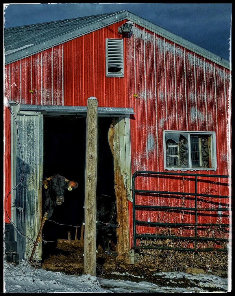 A New Old Barn with a COW! by eahopp