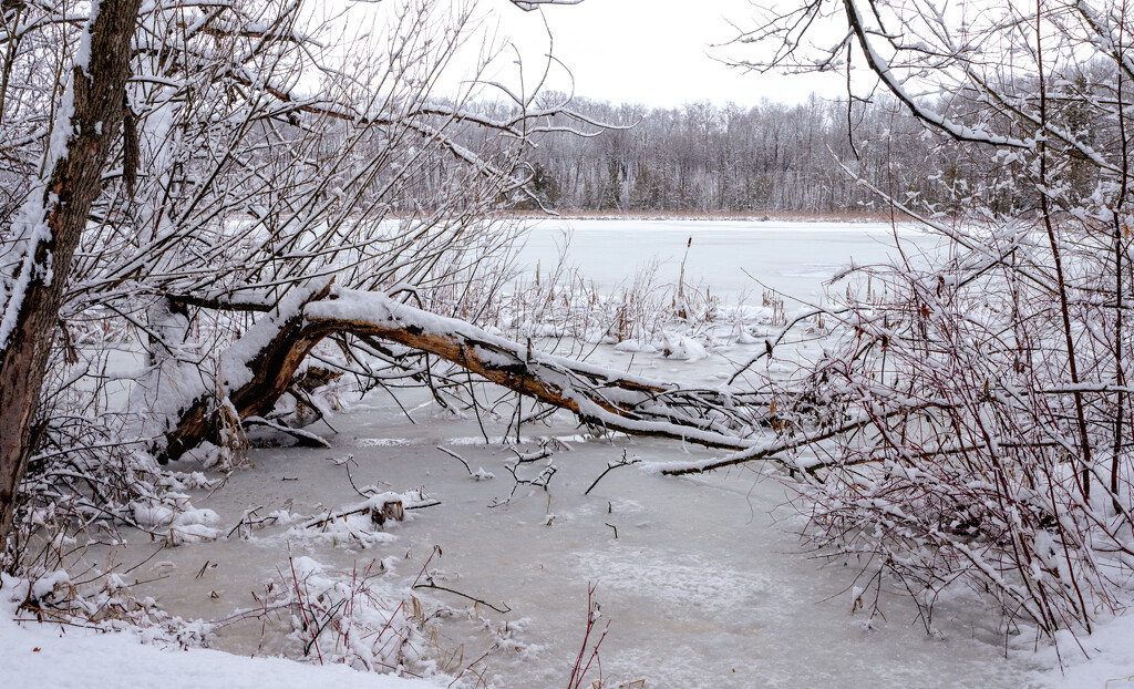 snow fallen tree by lake pnd by myhrhelper