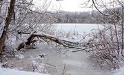 12th Feb 2024 - snow fallen tree by lake pnd