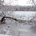 snow fallen tree by lake pnd by myhrhelper