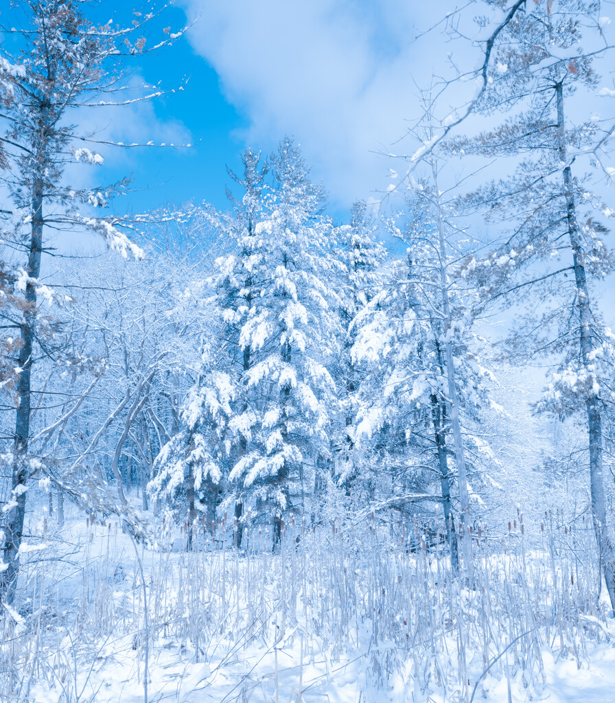 snowy pine by myhrhelper