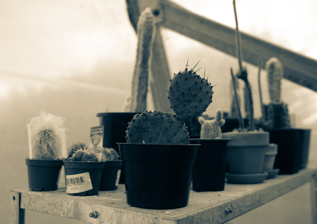 cacti by brigette