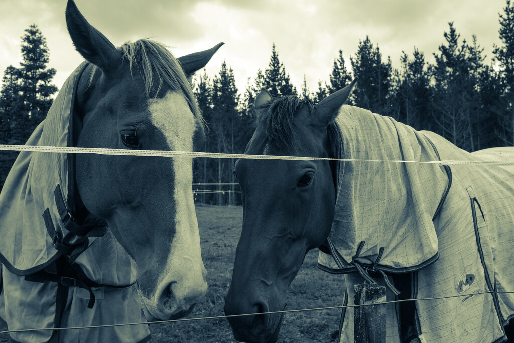 horses one and two by brigette