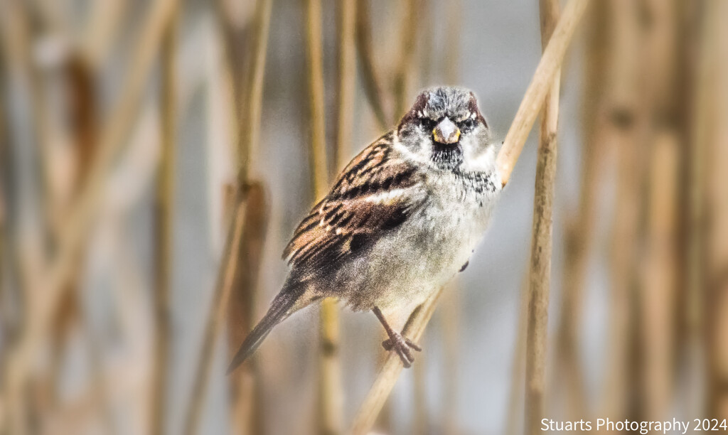 Sparrow on a reed by stuart46