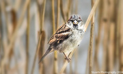 16th Feb 2024 - Sparrow on a reed