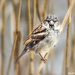 Sparrow on a reed by stuart46