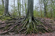 14th Feb 2024 - Roots