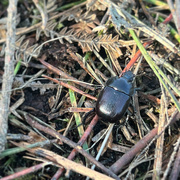 15th Feb 2024 - Beetle