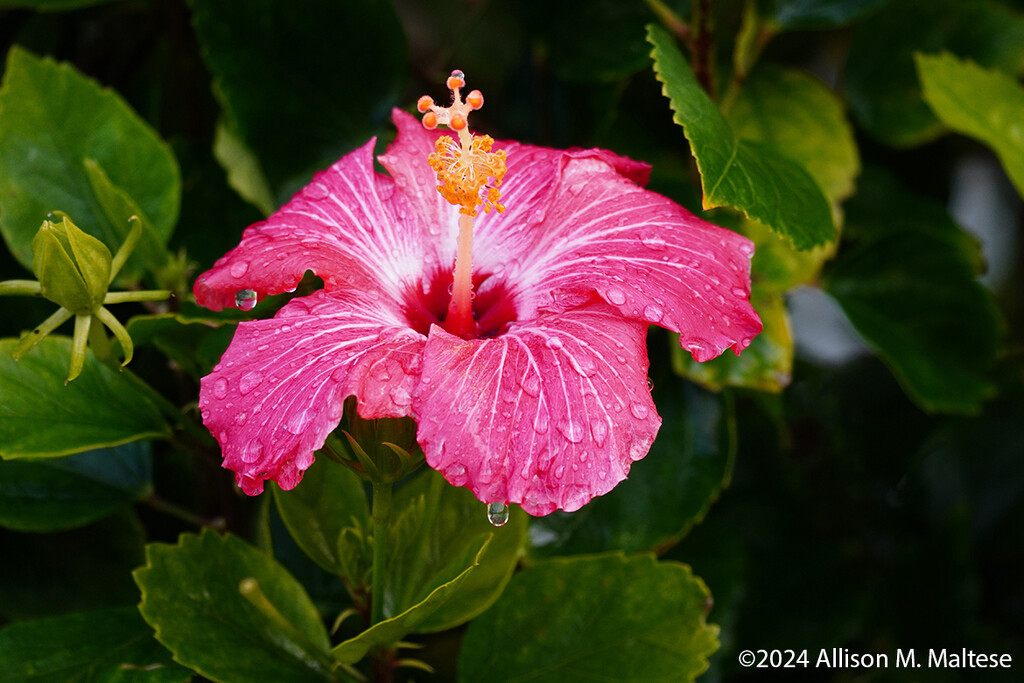 Dewy Hibiscus by falcon11