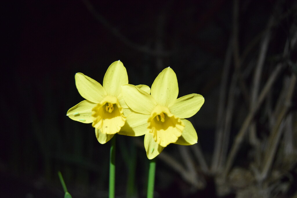 Thursday - Yellow - Narcissus  by dragey74