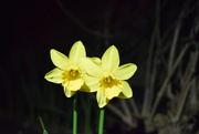 15th Feb 2024 - Thursday - Yellow - Narcissus 
