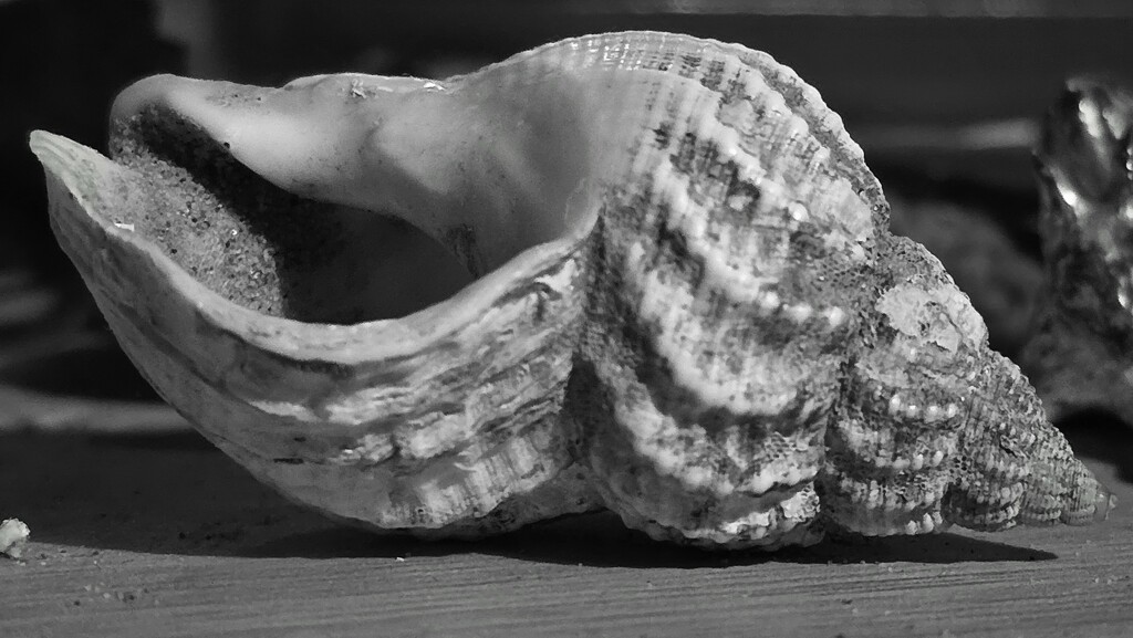 46/366 - Seashell  by isaacsnek