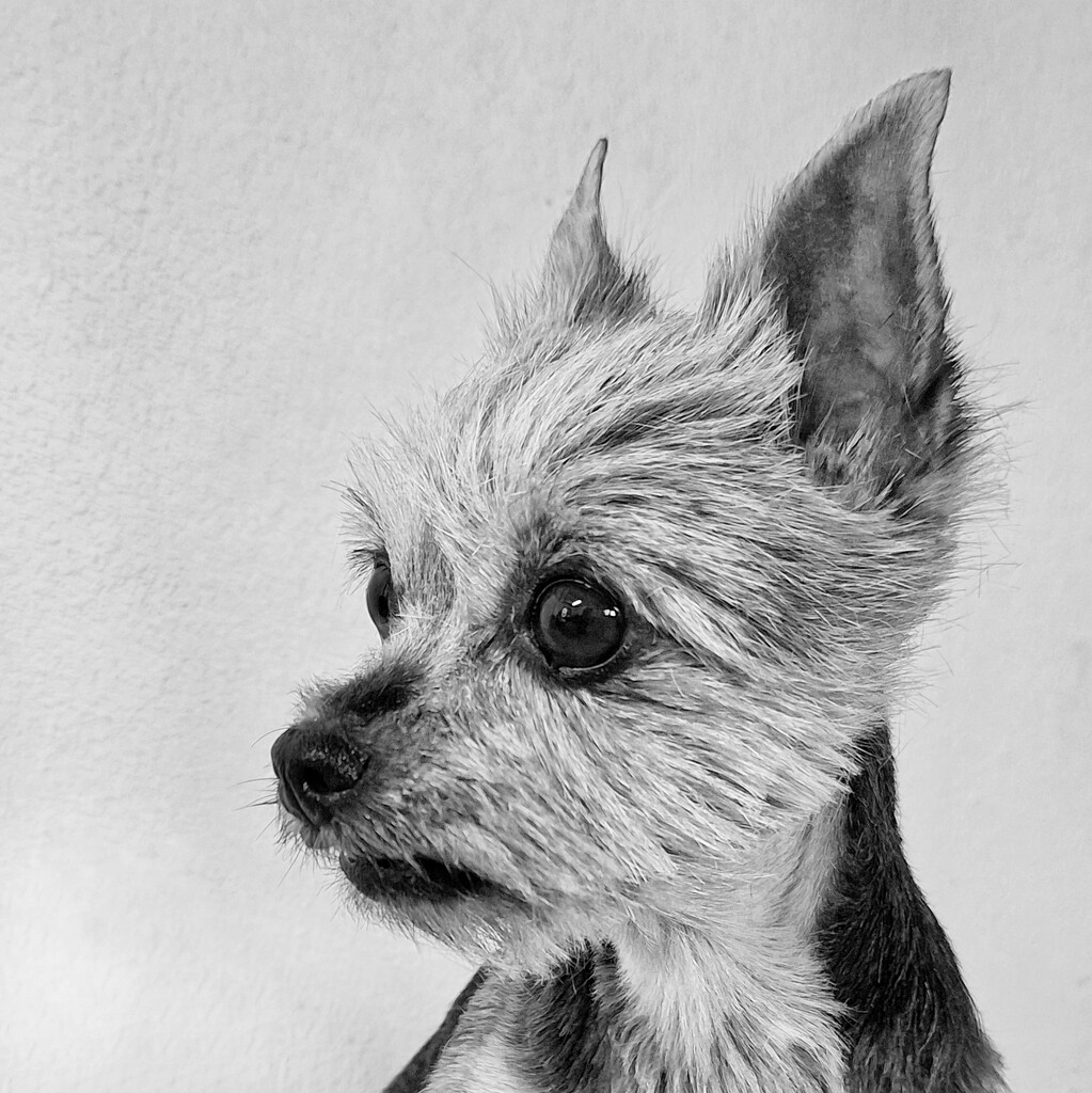 Yorkshire Terrier by salza