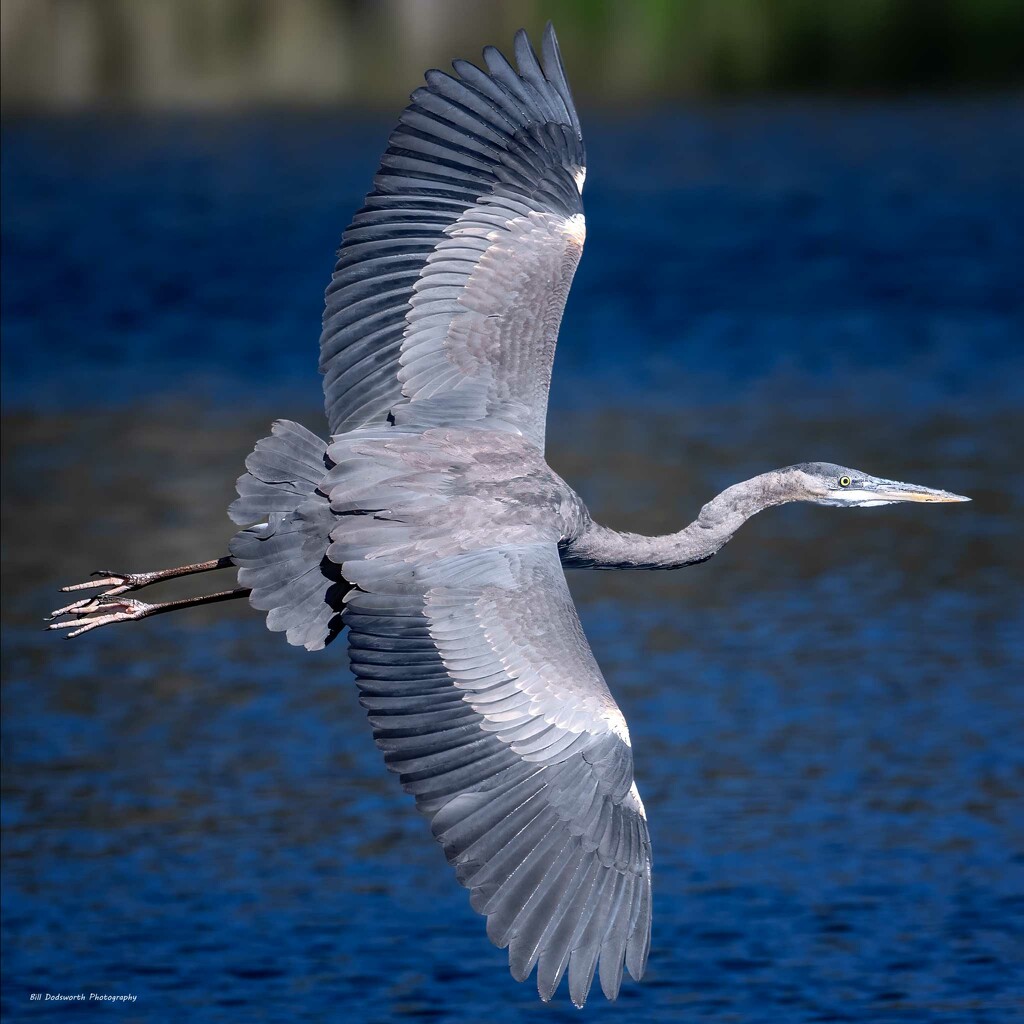 Great Blue making the turn by photographycrazy