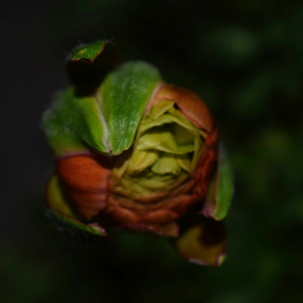 2 15 Ranunculus bud by sandlily