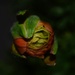 2 15 Ranunculus bud