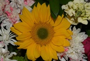 15th Feb 2024 - 2 15 Sunflower again