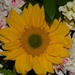 2 15 Sunflower again