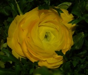 15th Feb 2024 - 2 15 Yellow Ranunculus