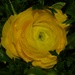 2 15 Yellow Ranunculus