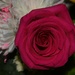 2 15 Rose by sandlily