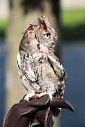 6th Feb 2024 - Owl