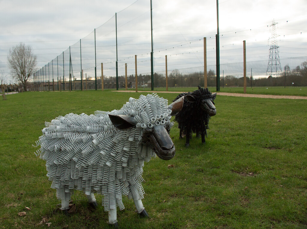 Spring sheep by busylady