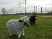 16th Feb 2024 - Spring sheep