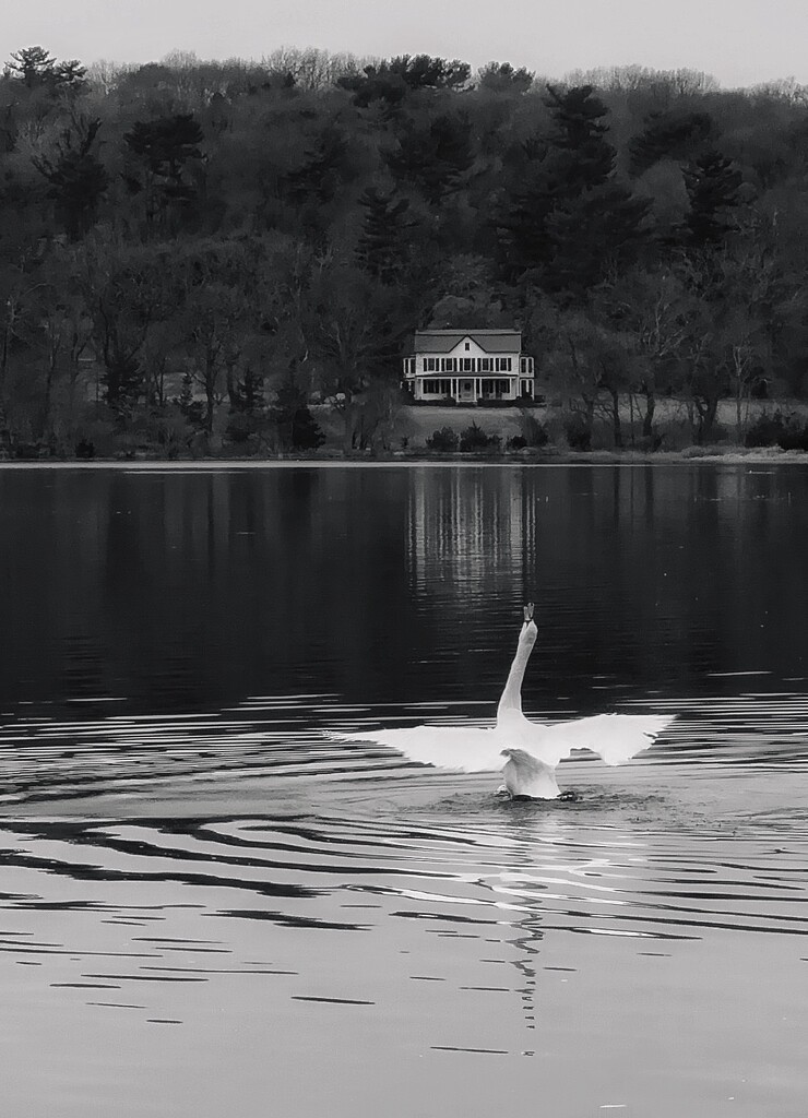 Swan Dance by jnewbio