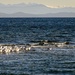 Gulls on a Sandbar by horter
